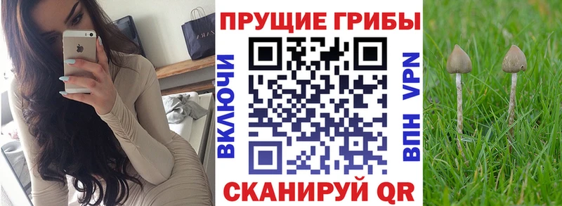 Псилоцибиновые грибы Cubensis  blacksprut сайт  Армавир 